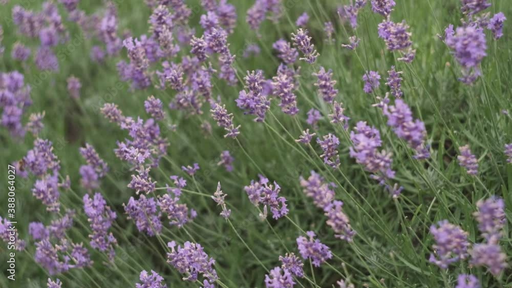 beautiful lavender flowers in the middle of a beautiful park in italy. beautiful lavender flowers in the middle of a beautiful park in italy.