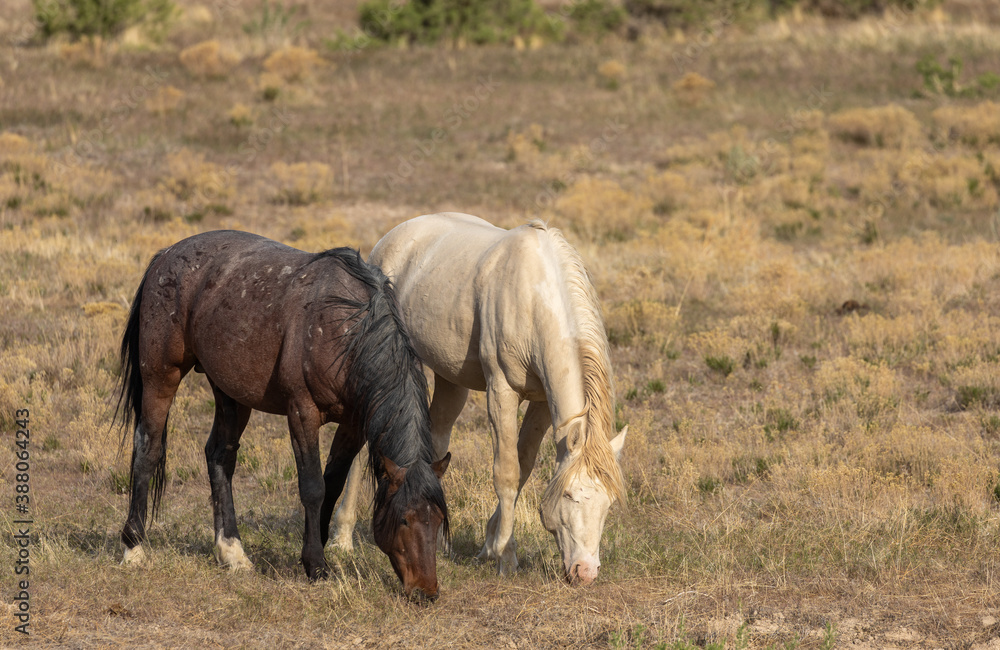 Wild Horses in the Utah Desert Wild Horses in the Utah Desert
