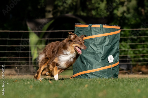 Hund im Hoopers Parcour