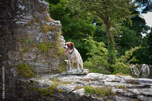 Tableau sur toile Springer Spaniel Dog at Ancient Stone Wall, Ireland