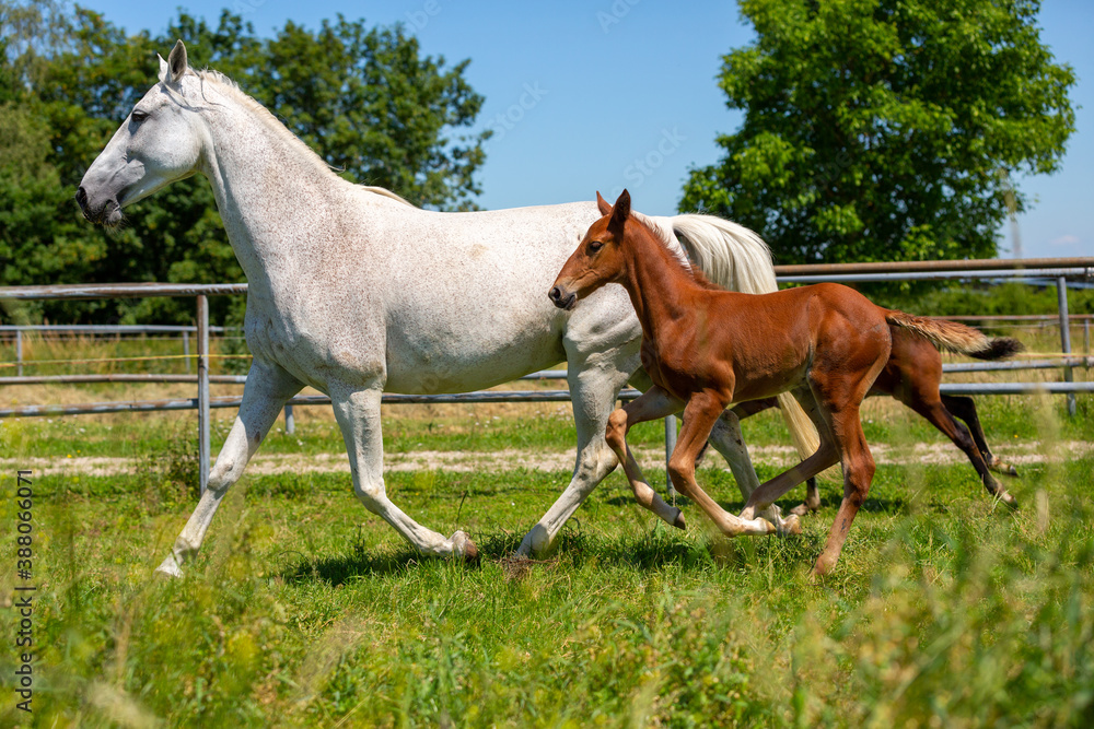 Portrait of a trotting horse on a meadow Portrait of a trotting horse on a meadow