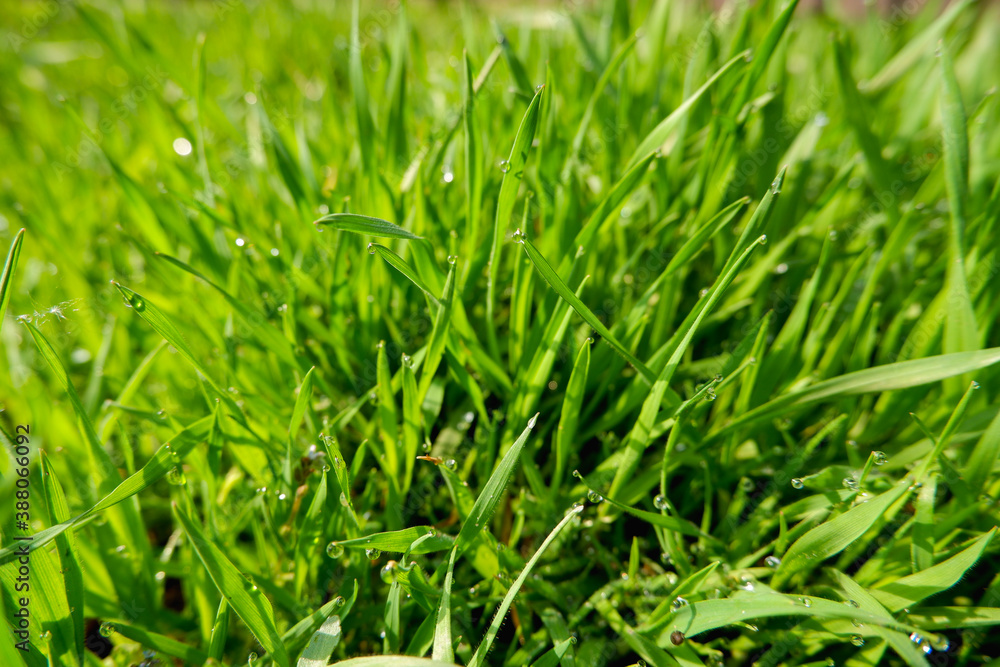 Close up of fresh thick grass with water drops in the early morn Close up of fresh thick grass with water drops in the early morn