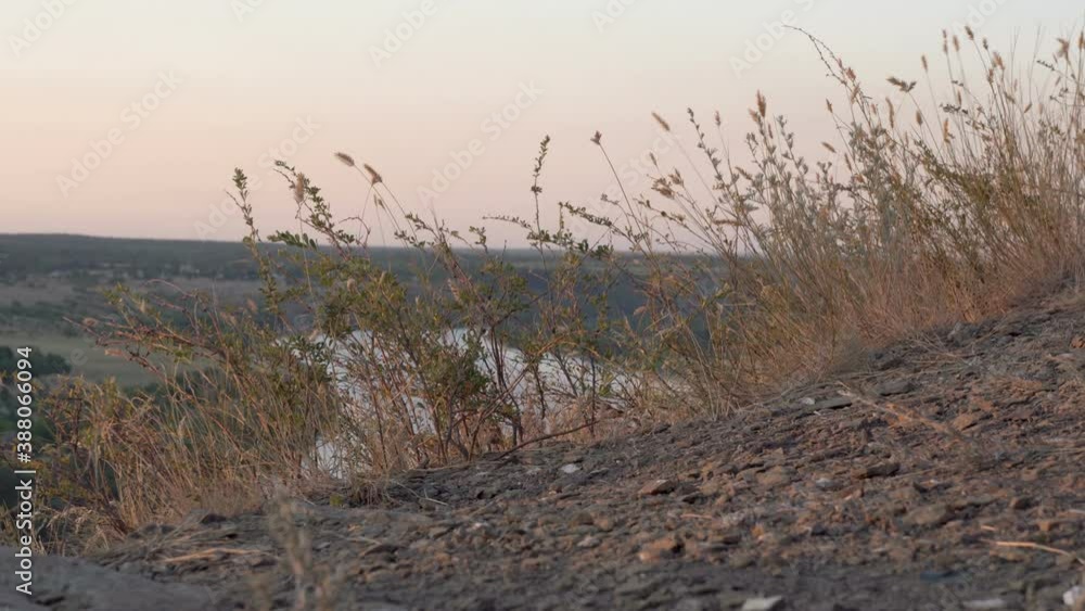 Grass sways in the wind on the mountaintop at sunset against the background of the river in the valley. Beautiful landscape at sunset. Close up. Concept. View of the valley from the mountain. 4K. Grass sways in the wind on the mountaintop at sunset against the background of the river in the valley. Beautiful landscape at sunset. Close up. Concept. View of the valley from the mountain. 4K.