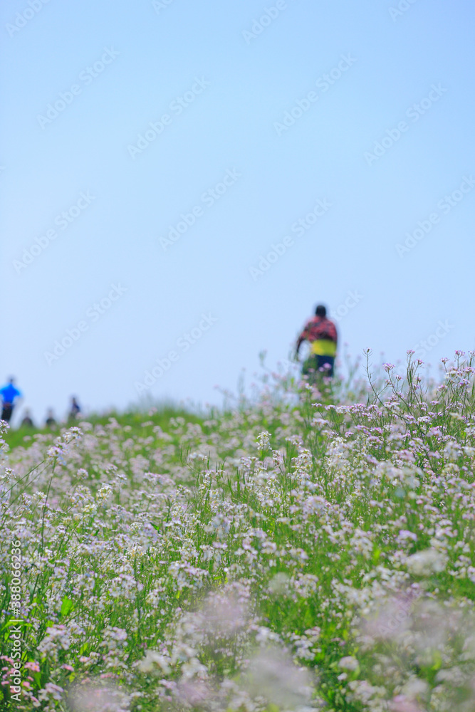 多摩川の土手 多摩川の土手