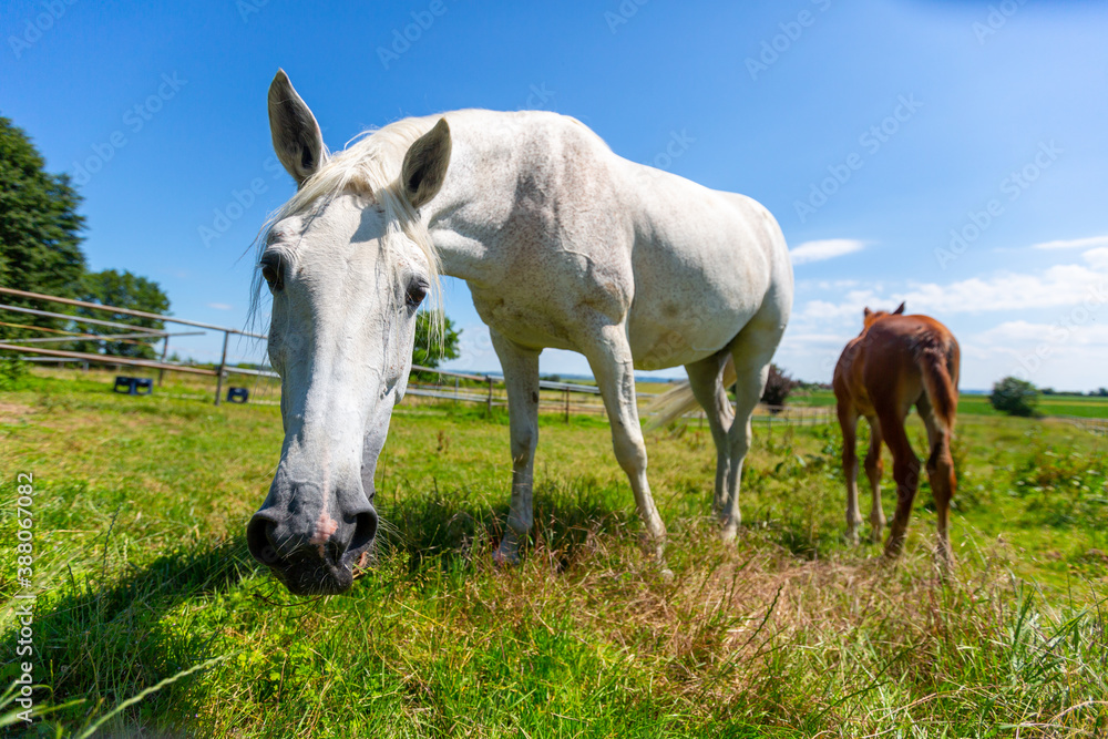 Portrait of a trotting horse on a meadow