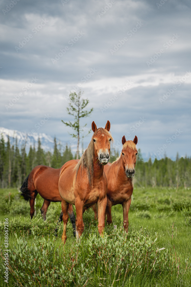 Fototapeta premium Red horses graze in the meadow against the background of the forest and mountains. Horse portrait. Wild nature, village life, province, livestock. Beautiful landscape with green grass and snowy peaks.