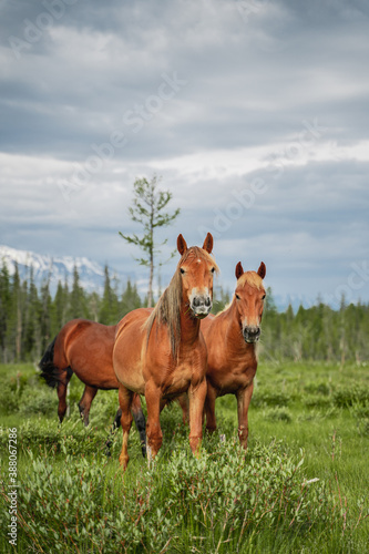 Red horses graze in the meadow against the background of the forest and mountains. Horse portrait. Wild nature  village life  province  livestock. Beautiful landscape with green grass and snowy peaks.