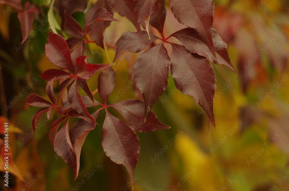 multicolored autumn leaves Virginia creeper background multicolored autumn leaves Virginia creeper background