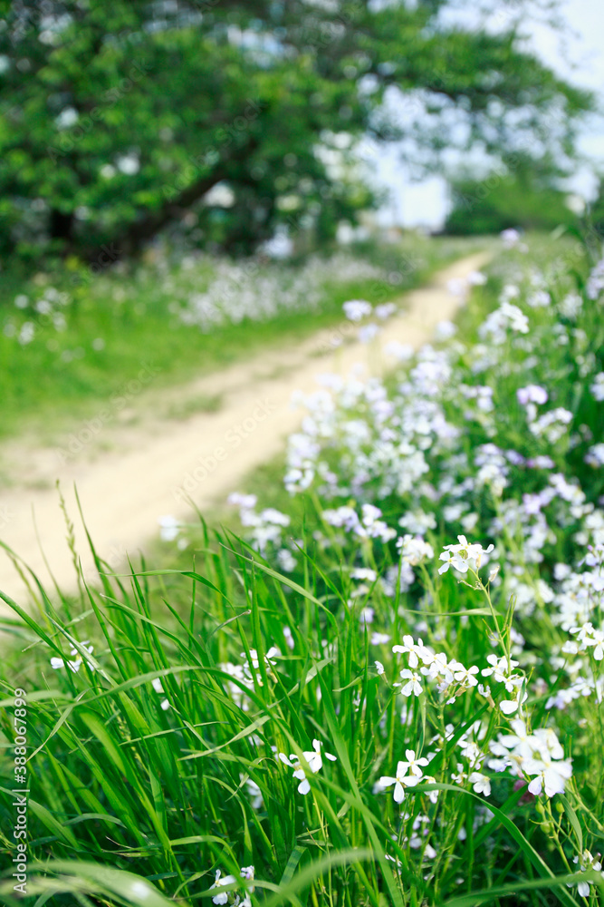 小径に咲く花 小径に咲く花