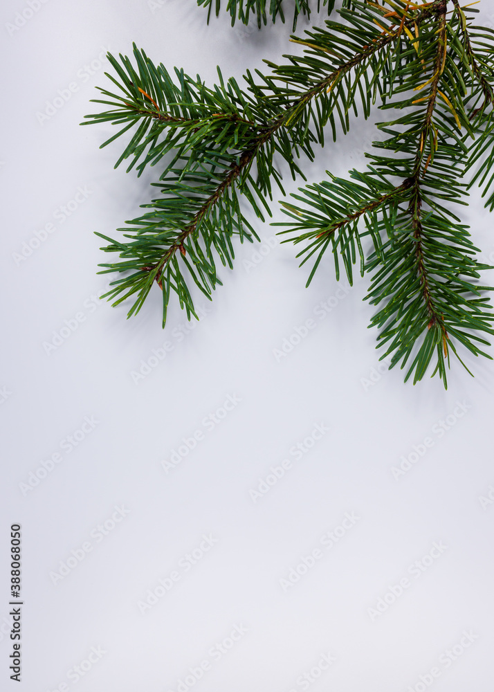 Christmas concept, green spruce fir in corner on white background Christmas concept, green spruce fir in corner on white background