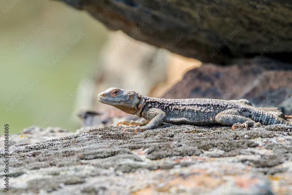 Caucasian Agama (Laudakia caucasia) in the foothills, Caucasus, Republic of Dagestan, Russia Caucasian Agama (Laudakia caucasia) in the foothills, Caucasus, Republic of Dagestan, Russia