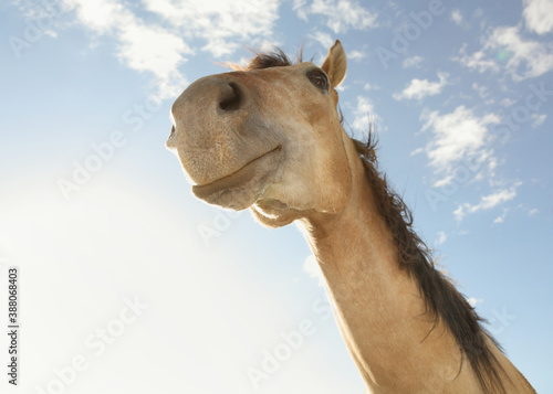 low angle horse portrait with funny grin © Nathan Allred