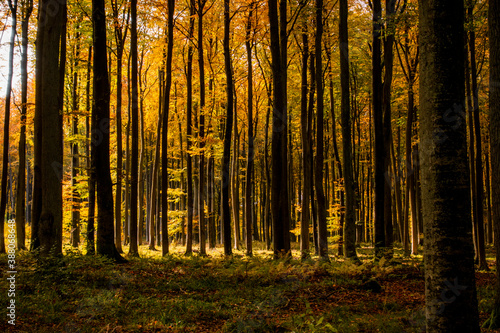 Las jesień drzewa bory park buki olchy światło cień złota pora roku żółty pomarańczowy jesienią spacer polska 