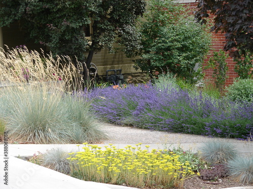 xeriscape landscape with lavender, grasses, sedum and shrubs photo