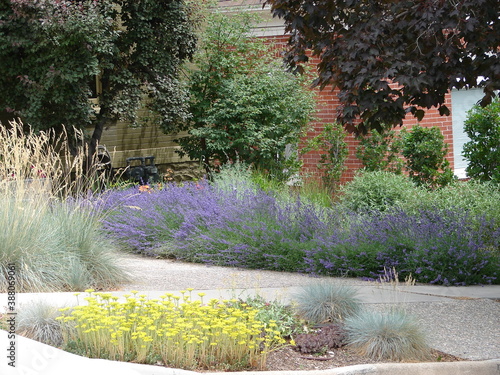 colorful xeriscape garden with flowering perennials, shrubs and ground covers photo