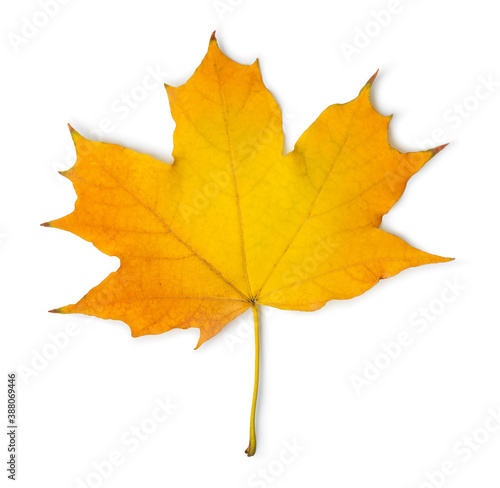 Wallpaper Mural Orange maple leaf Torontodigital.ca