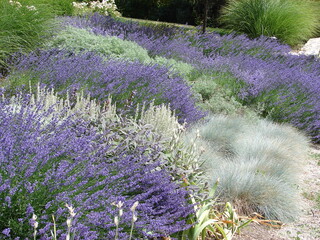 Leinwandbilder Lavendelfarbene Motive xeriscape garden landscape with blue fescue, lavender, artemisia and grasses  © Katy