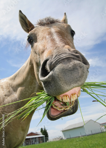 tan horse close-up pulling funny face