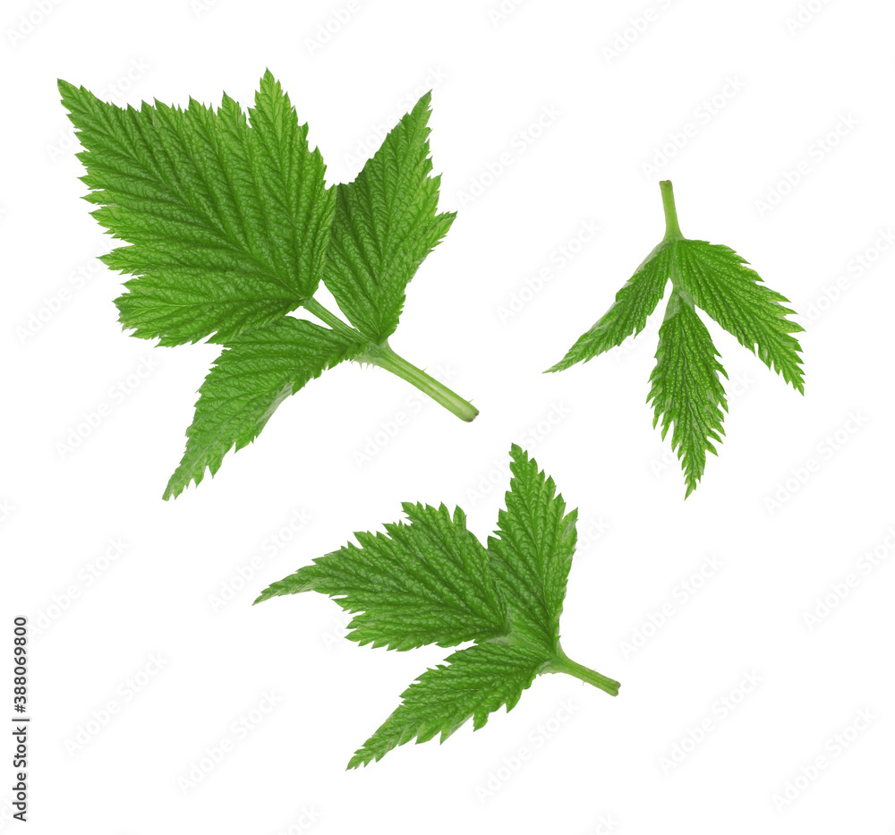 Raspberry leaves isolated on white background, clipping path, top view Raspberry leaves isolated on white background, clipping path, top view