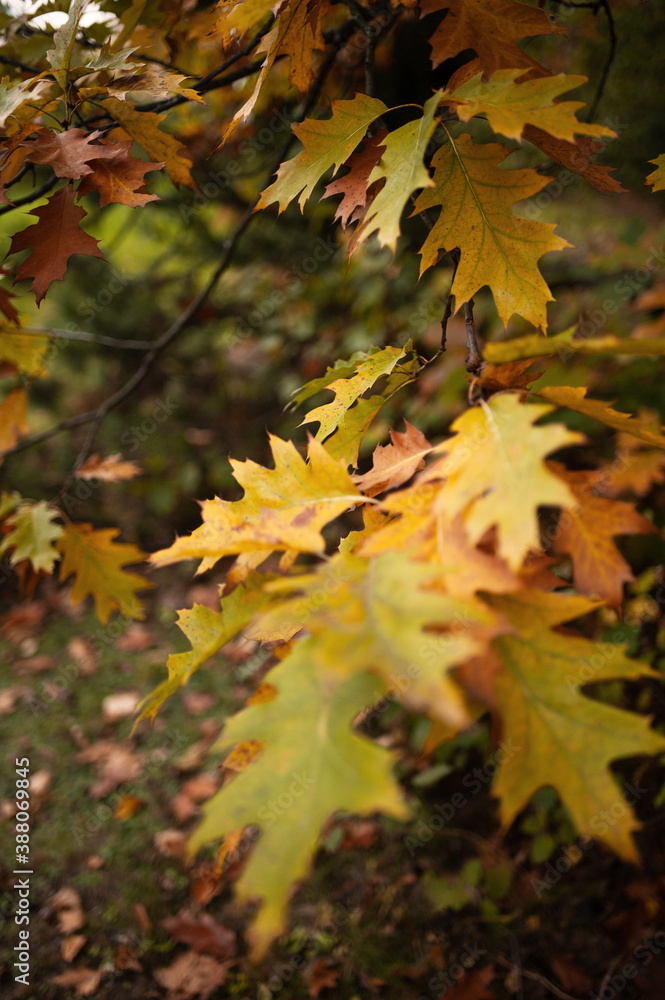 autumn oak autumn oak