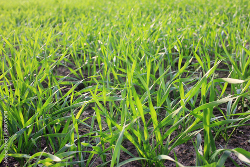 Close-up of green field. Winter crop 