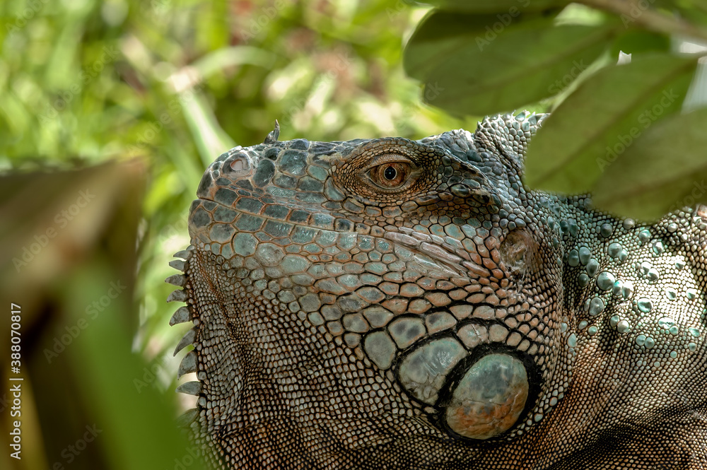 Obraz premium Green Iguana (Iguana iguana) in tropical forest of Papaturro River area, Nicaragua