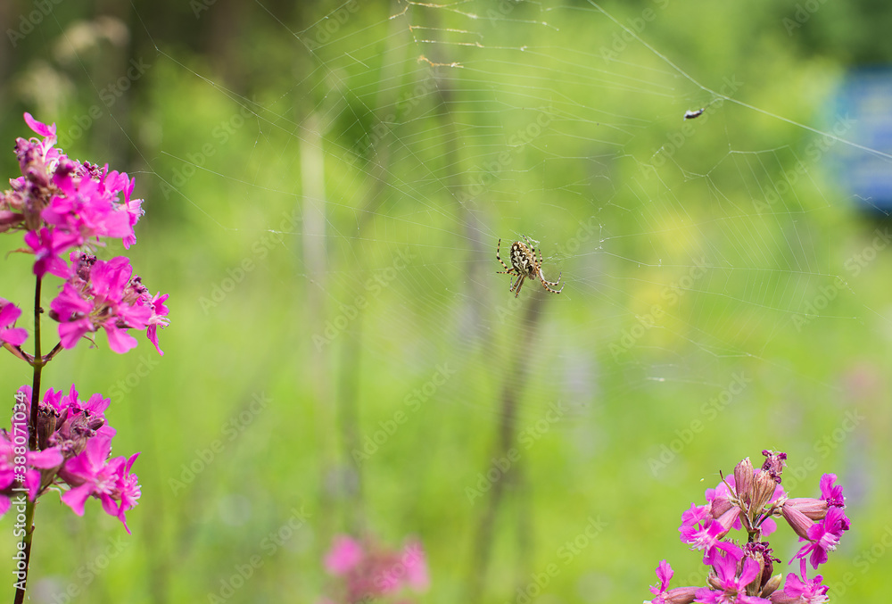 Fototapeta premium flowers in the meadow