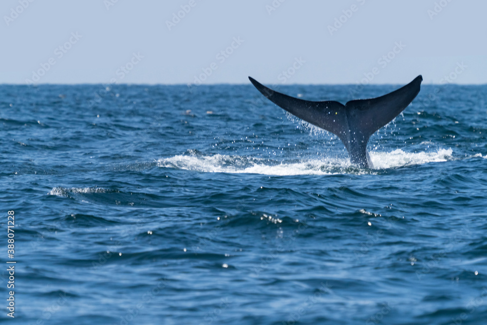 Naklejka premium Bruda whale swimming up to the surface showing at the gulf of Thailand
