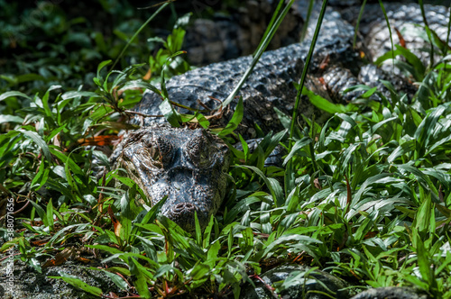 Spectacled Caiman  Caiman crocodilus  in tropical forest of Papaturro River area  Nicaragua