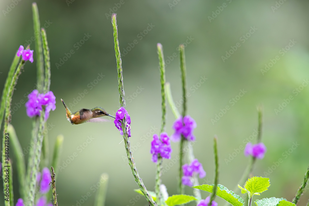 Fototapeta premium Magenta throated Woodstar- hummingbird - Calliphlox bryantae - female flying to pick up nectar from a beautiful flower , San Isidro del General, Costa Rica. Action wildlife scene from nature.