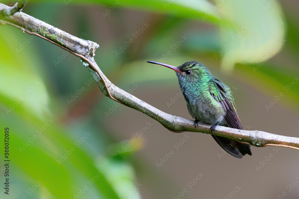 Fototapeta premium Rufous-tailed hummingbird (Amazilia tzacatl) sitting on a branchr , San Isidro del General, Costa Rica. Action wildlife scene from nature.