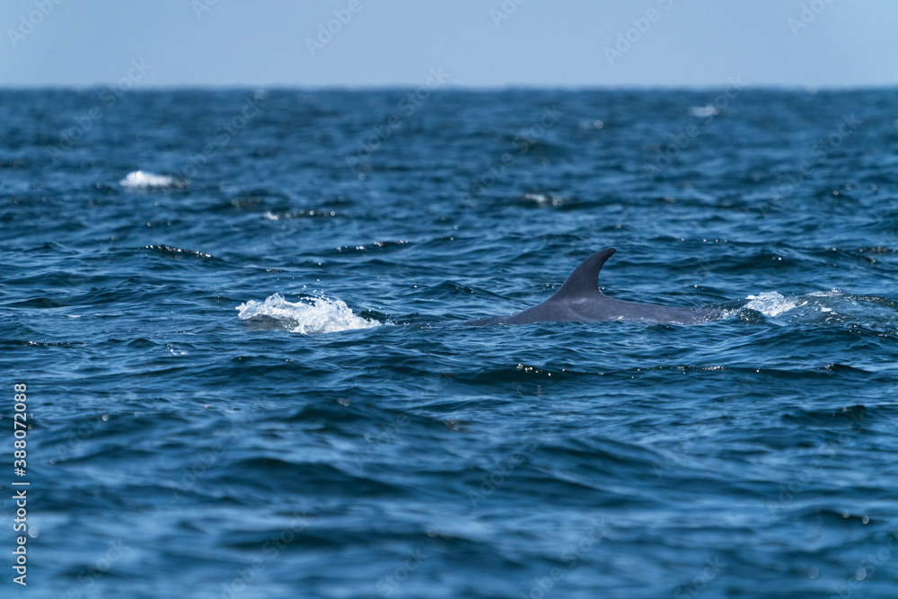 Fototapeta premium Bruda whale swimming up to the surface showing at the gulf of Thailand
