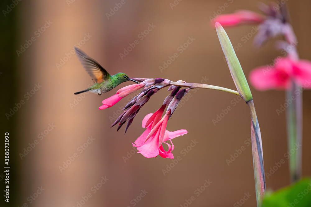Fototapeta premium Stripe tailed Hummingbird - Eupherusa eximia - flying to pick up nectar from a beautiful flower , San Isidro del General, Costa Rica. Action wildlife scene from nature.
