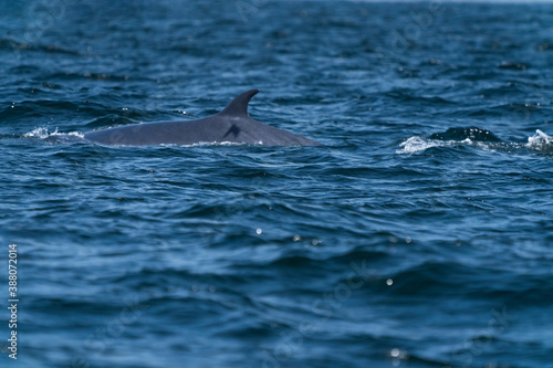 Bruda whale swimming up to the surface showing at the gulf of Thailand