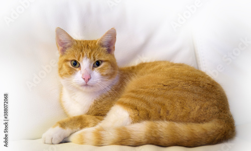 Majestätische rostfarbene  Katze auf weißer Couch. Majestic rust-coloured cat on a white couch.
Relax, don't do it!