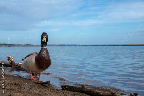 A grown duck looks into the camera as it waddles along the shore of Lake Ontario at Sunnyside Park in Toronto on a sunny day. photo