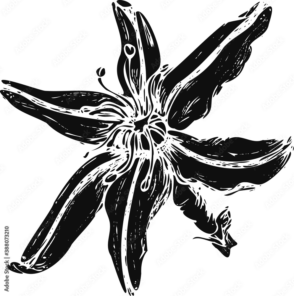 Obraz premium Asphodel flower (Asphodelaceae) close-up, black and white, print for Botanical sketches and diaries of travelers and teenagers. imprint