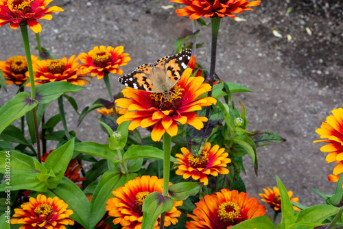 Fotografie Papillon  Monarque sur une gaillarde orange vibrante dans un jardin en pleine fl