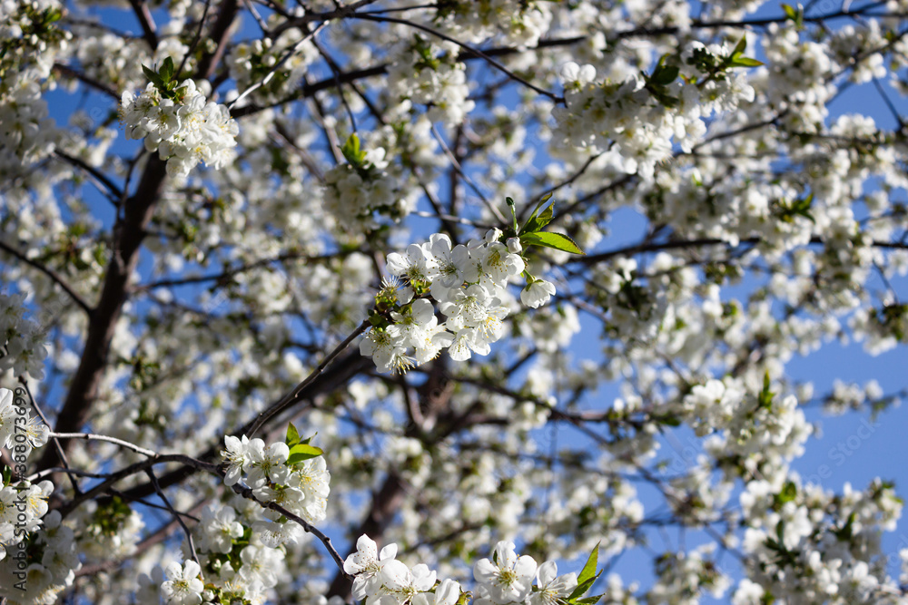 Blooming cherry tree. Cherry flowers on the tree close-up. Shallow focus. Blooming cherry tree. Cherry flowers on the tree close-up. Shallow focus.