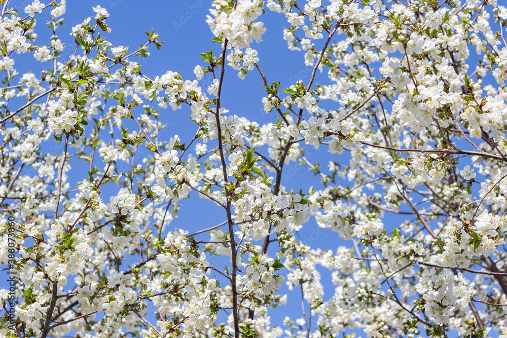 Blooming cherry tree. Cherry flowers on the tree close-up. Shallow focus. Blooming cherry tree. Cherry flowers on the tree close-up. Shallow focus.