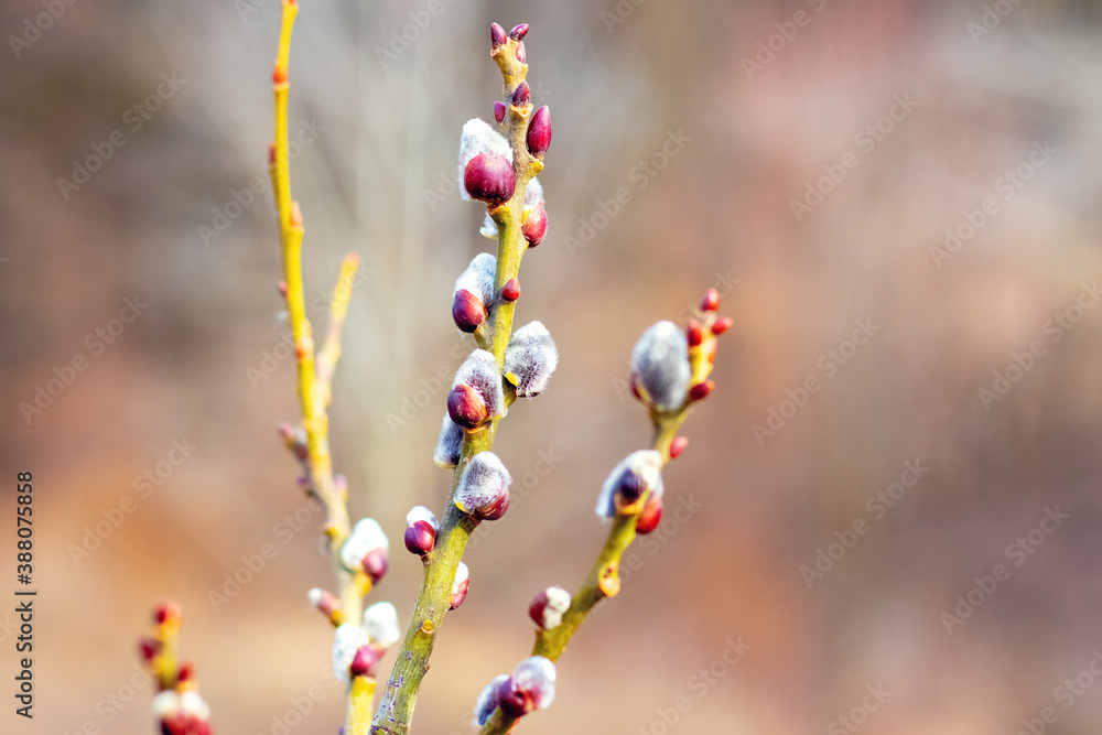 Willow branch with catkins on a blurred background Willow branch with catkins on a blurred background