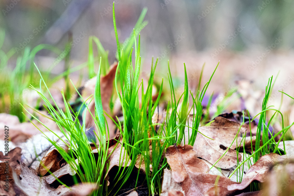 Fototapeta premium Young grass sprouts through last year's dry leaves