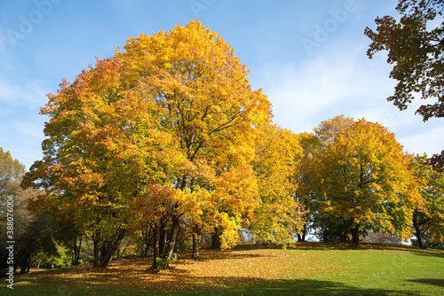 park landscape with beatiful trees in autumnal colors, Westpark Munich