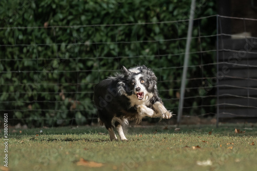 Hund im Hoppers Parcour