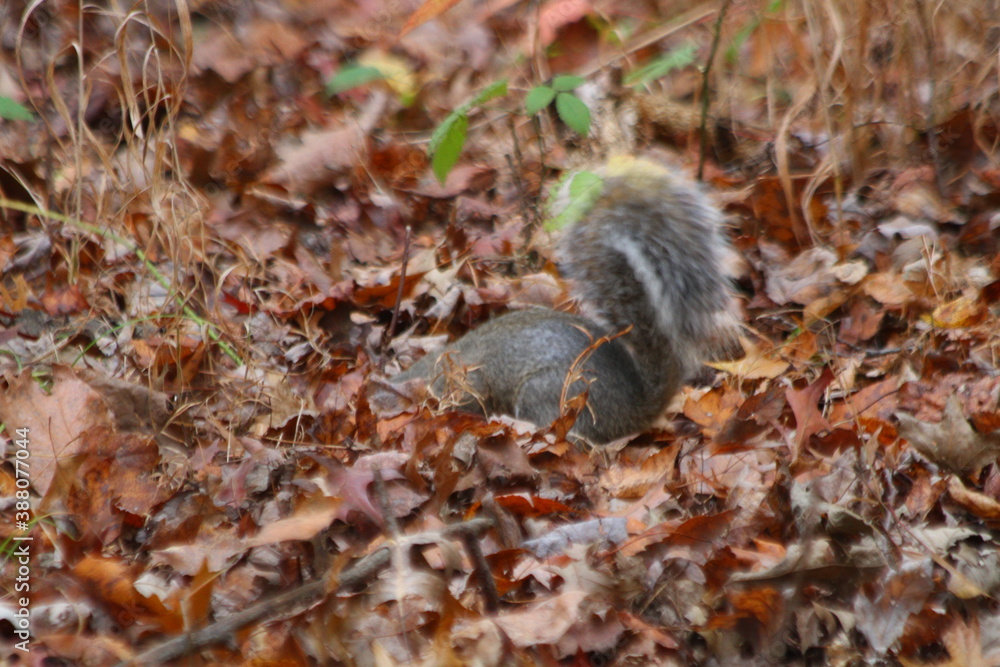 Fototapeta premium Squirrel Foraging in Fall
