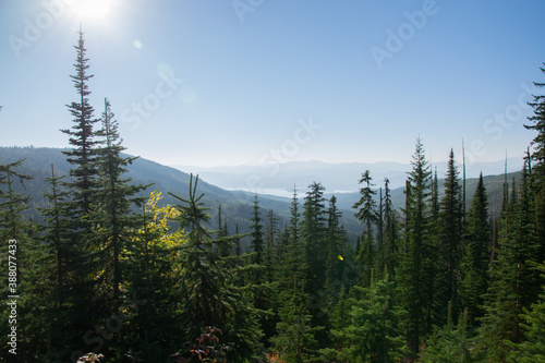 trees in the mountains