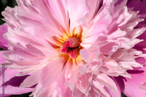 Hybrid Peony  Paeonia hybrida  in park