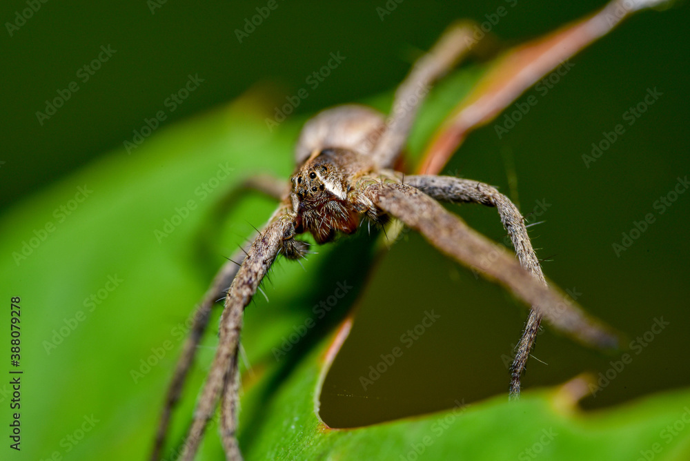 Small gray spider sits on the edge of a green leaf and looks into the camera