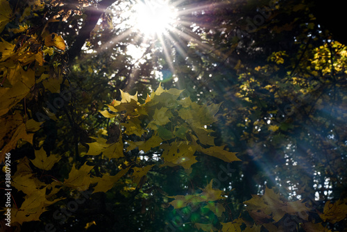 The autumn sun breaks through the yellowed foliage