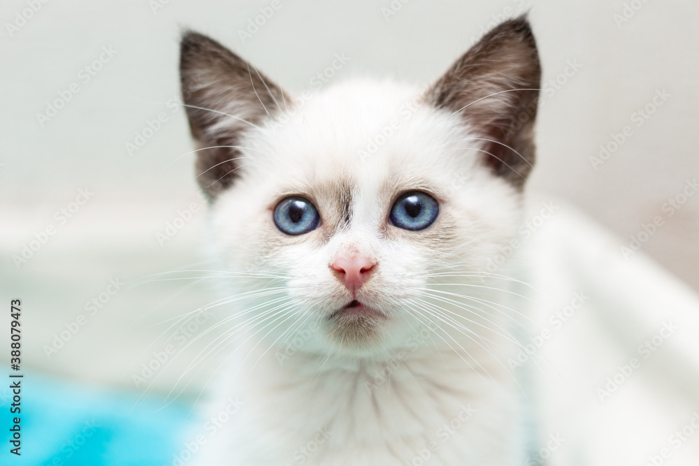 Close-up portrait of a beautiful white 4 weeks old kitten with blue eyes. Image for veterinary clinics, sites about cats, for cat food. Front view